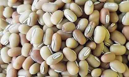 Balaji Provision Store