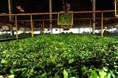 Evergreen Tea Industry