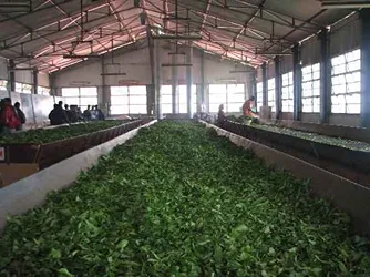 Evergreen Tea Industry