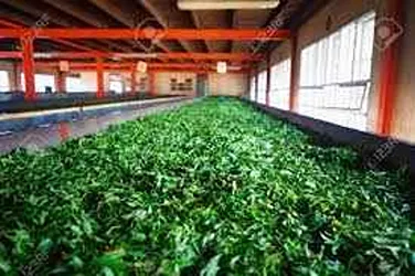 Evergreen Tea Industry