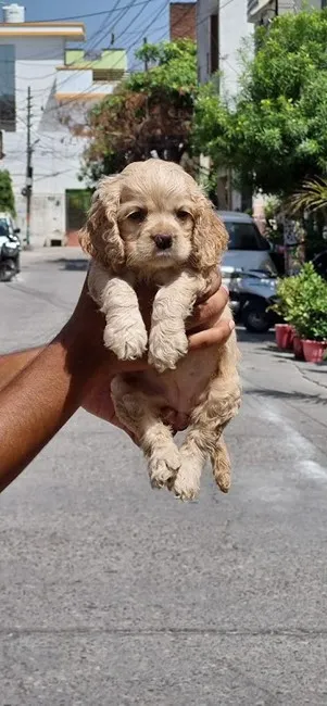 Royal Sheps Dog Kennel Royal Sheps Dog Kennel