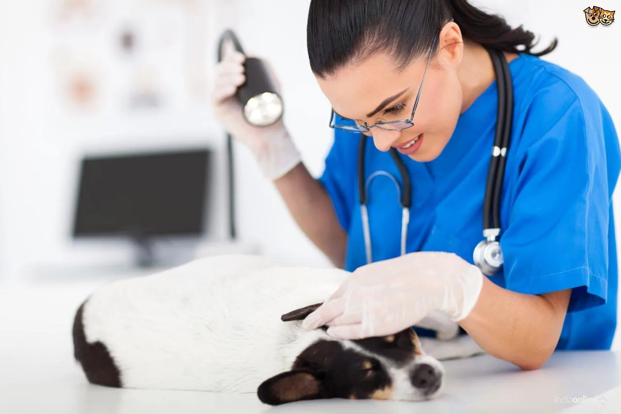 V Care Pet Clinic V Care Pet Clinic