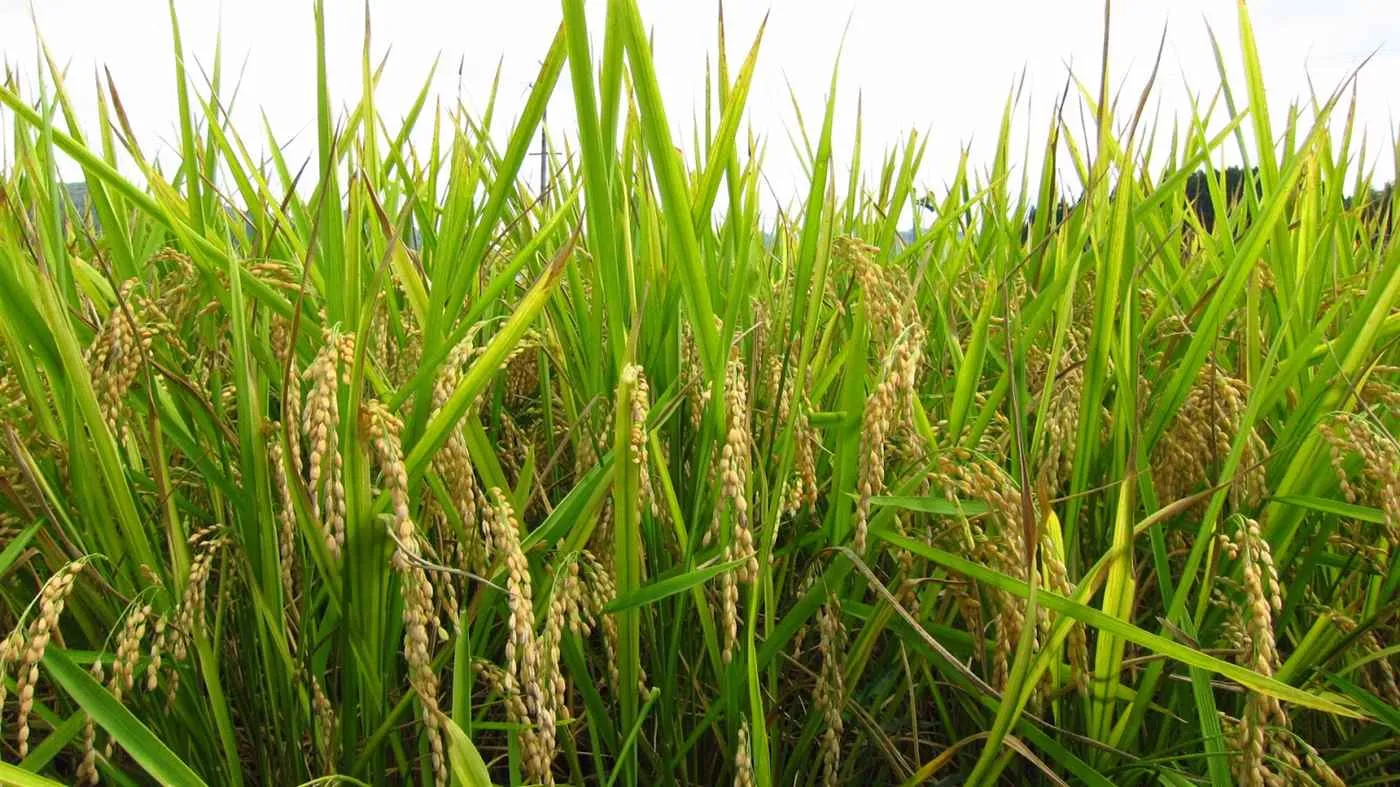 Kurnool Sonamasuri Rice