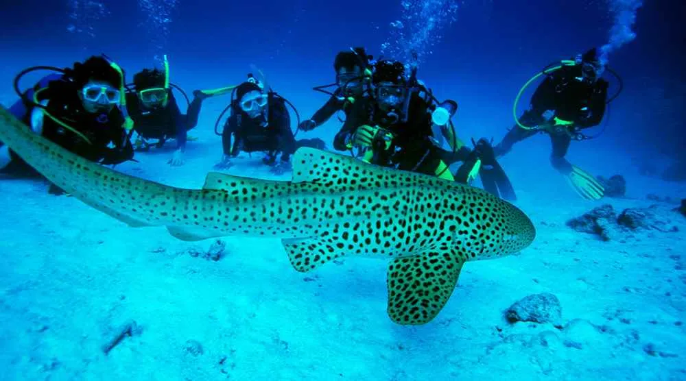 Kesari Tours Pvt Ltd