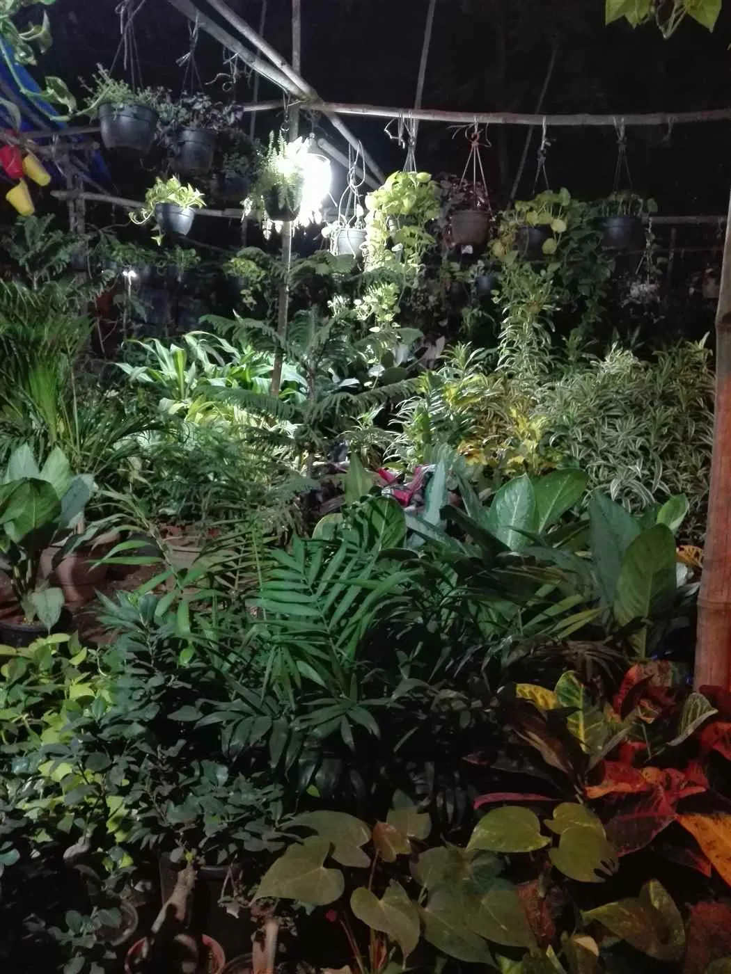 Vijay Nursery Vijay Nursery