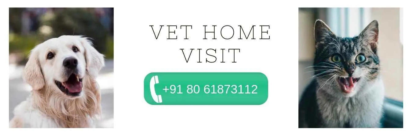 Activ4Pets Activ4Pets