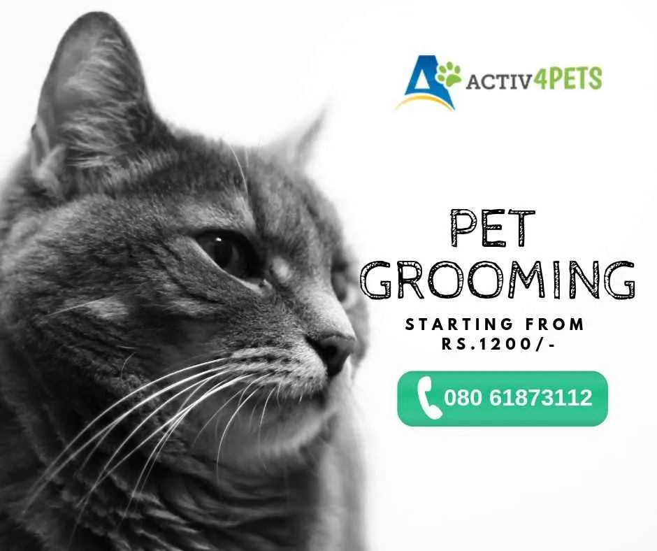 Activ4Pets Activ4Pets