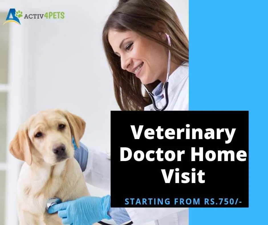 Activ4Pets Activ4Pets