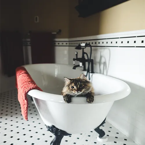 SSP Forming SSP Forming