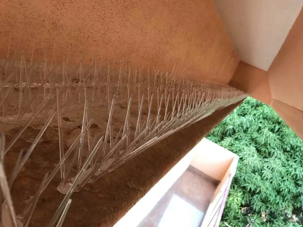 Pigeon Control Services