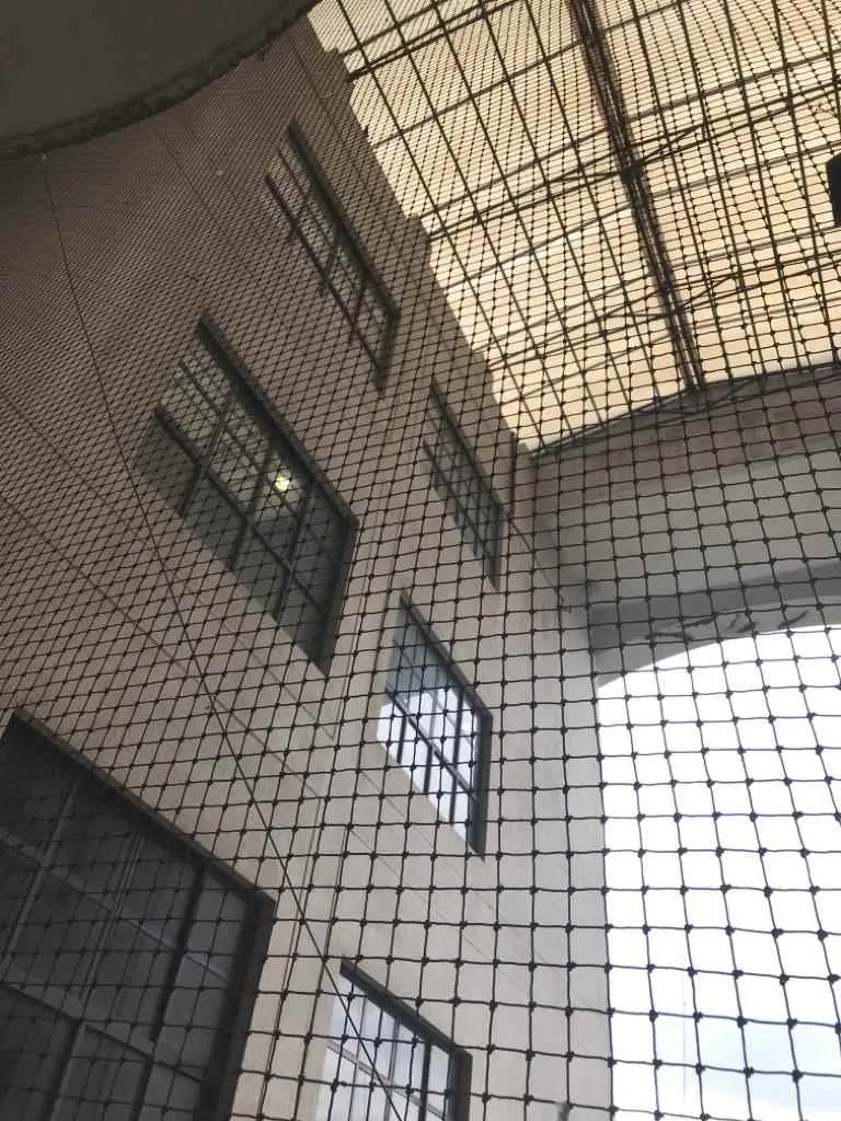 Pigeon Control Services