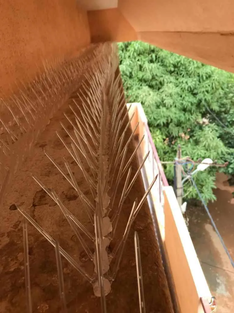 Pigeon Control Services