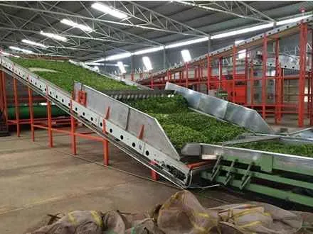 Tea Engineering Associate Tea Engineering Associate