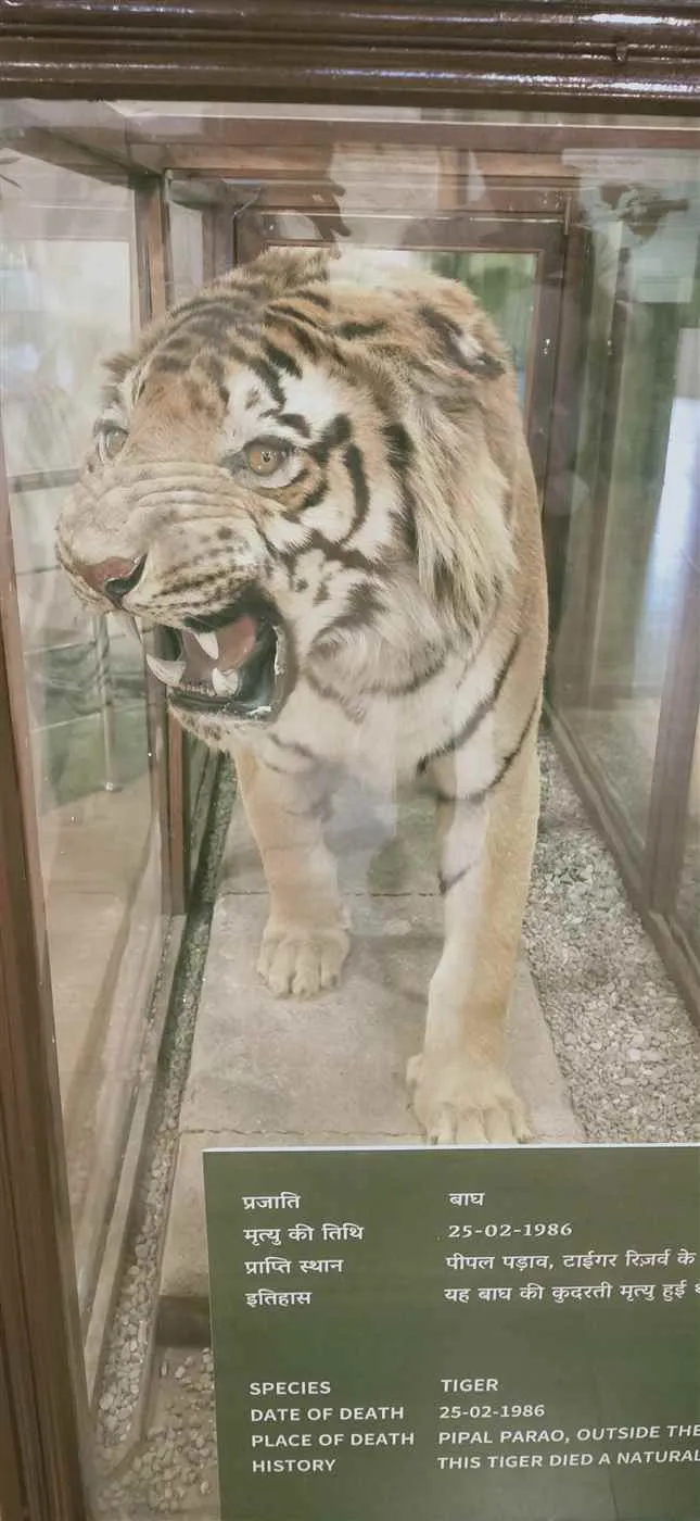 Jim Corbett Jungle Jeep Safari