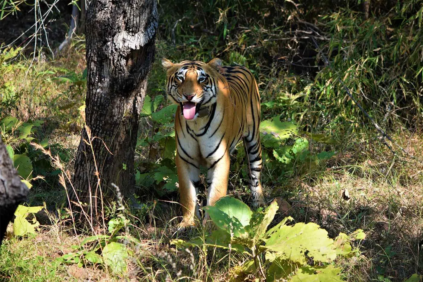 Nature's Sprout Nature's Sprout