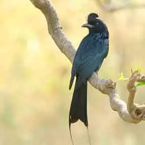 Nature's Sprout Nature's Sprout