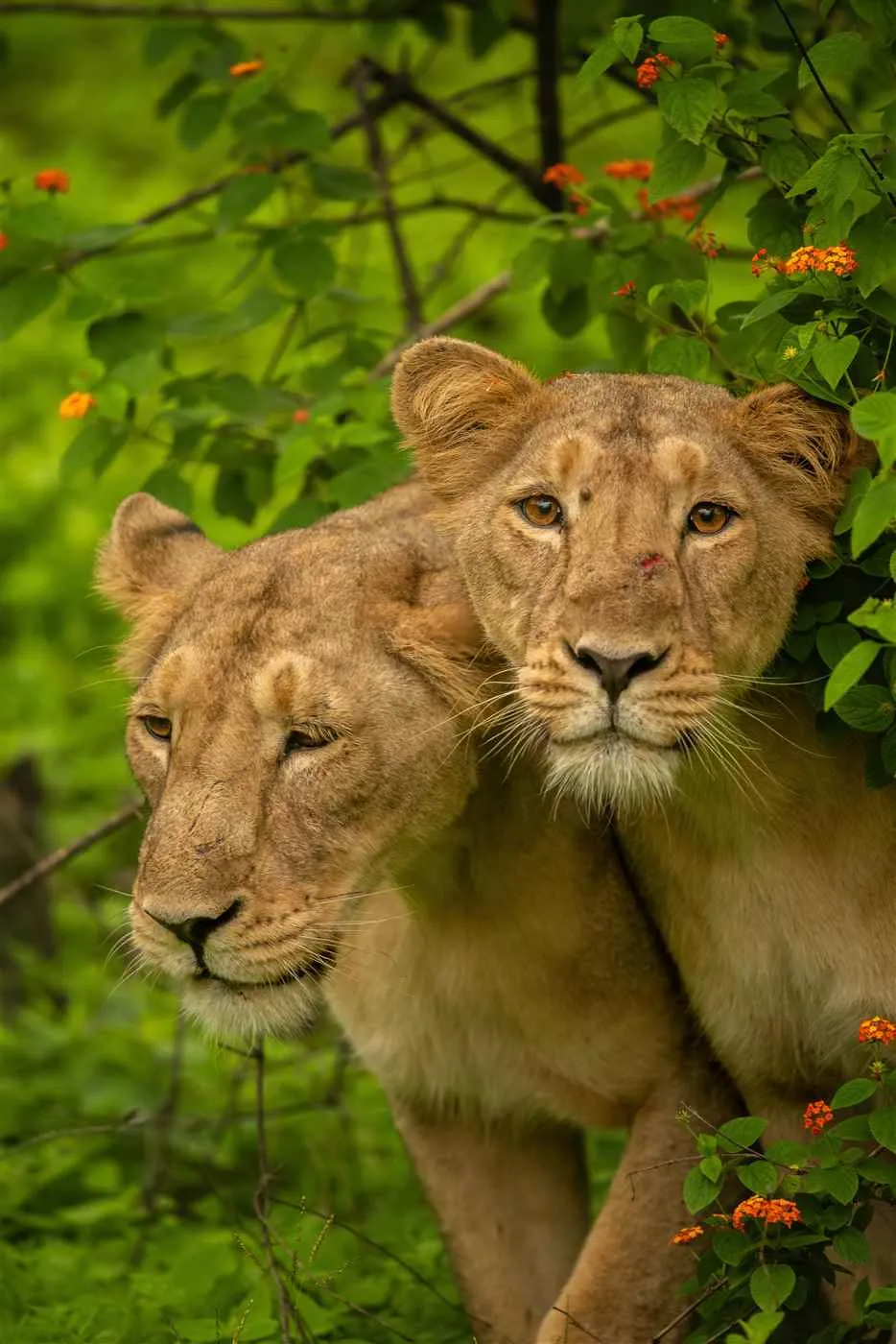 Nature's Sprout Nature's Sprout