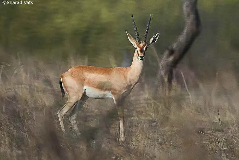 Rajasthan Tour Driver