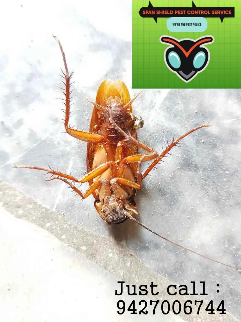 Span Shield Pest Control