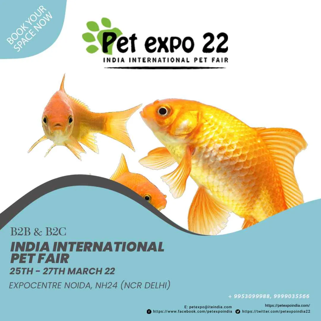 Petek India Petek India