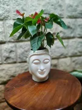 Do it with Plants Do it with Plants