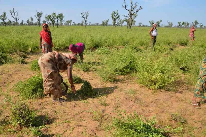 Kirpal Export Overseas Kirpal Export Overseas