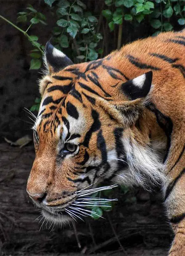 Sariska Wild Ventures Sariska Wild Ventures