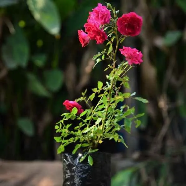 Nature Shine Nursery