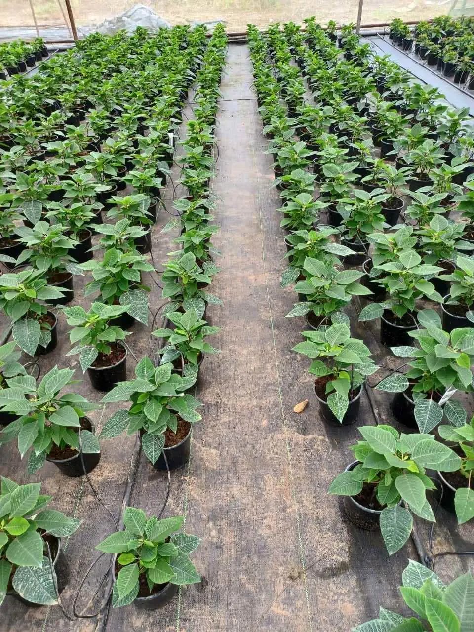 Chroma Hydroponic Nurseries