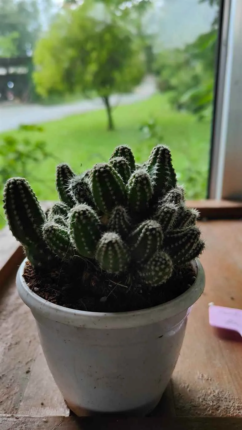 Chroma Hydroponic Nurseries