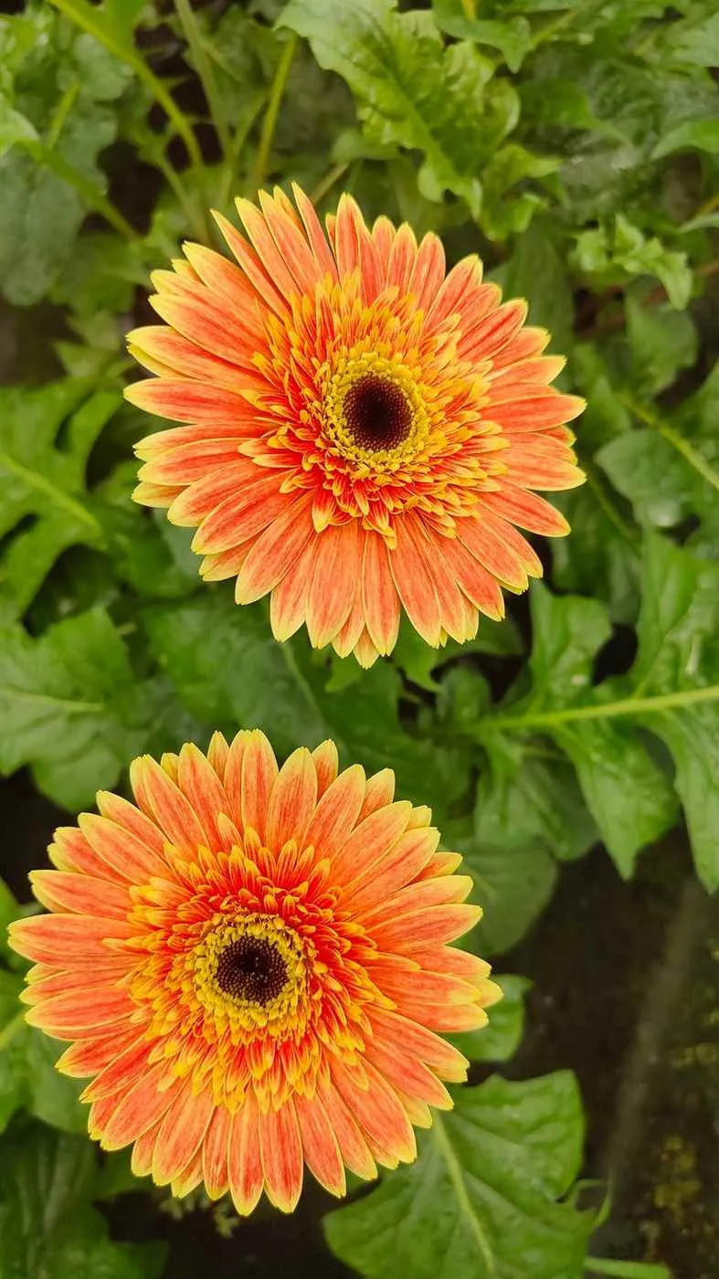 Chroma Hydroponic Nurseries