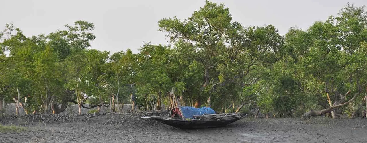 Sundarban Tiger View Point 