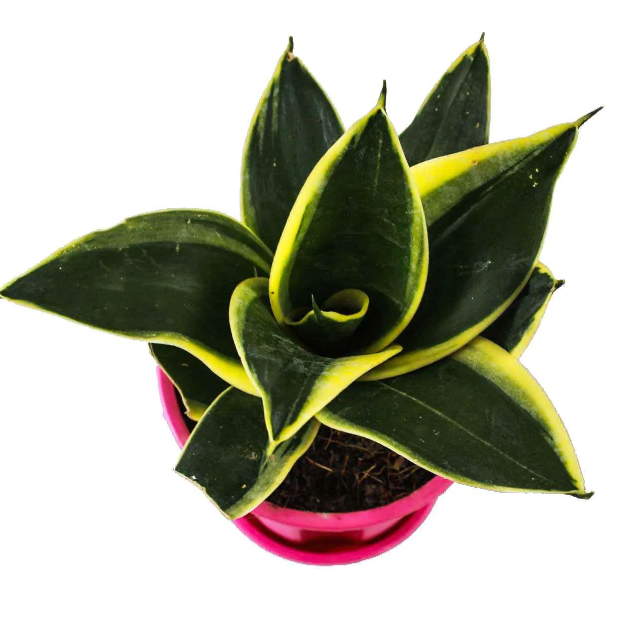 Plant Orbit Plant Orbit