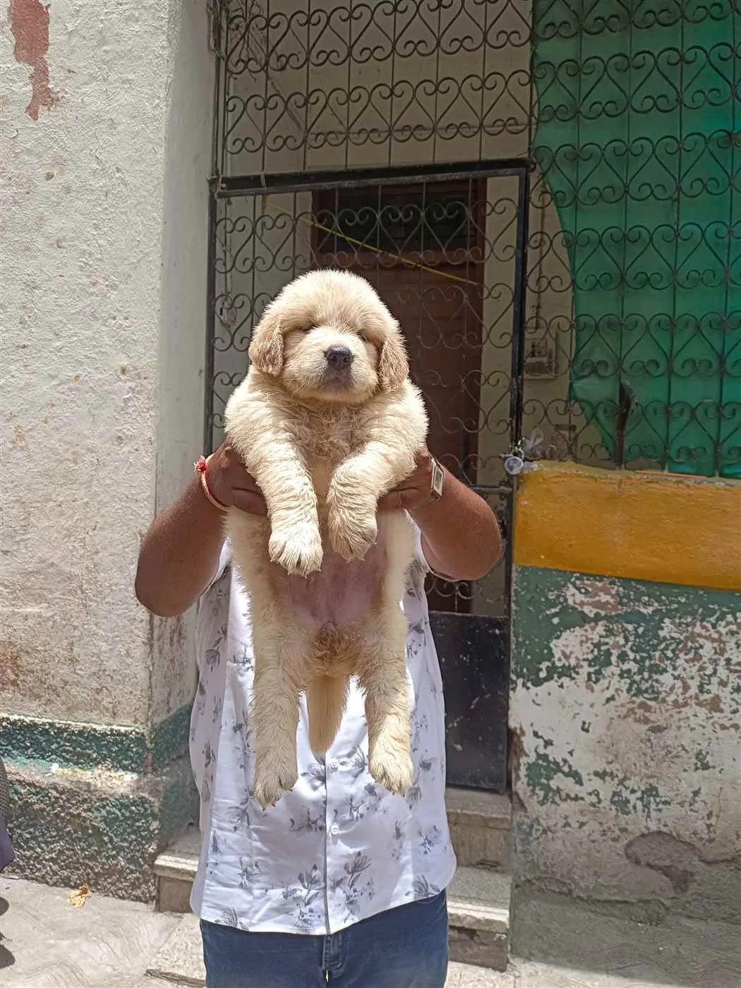 Richa Pet Shop Richa Pet Shop