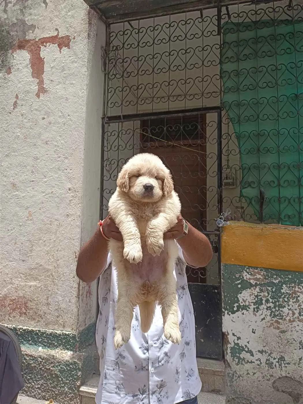 Richa Pet Shop Richa Pet Shop