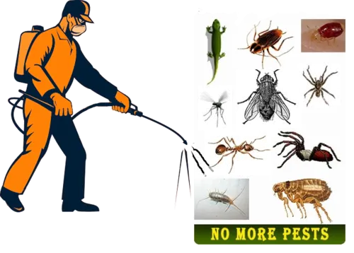 Professional Pest control Professional Pest control