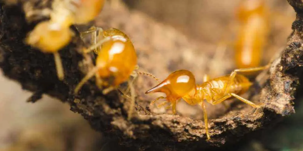 Professional Pest control Professional Pest control