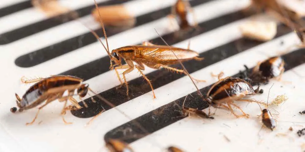 Professional Pest control Professional Pest control