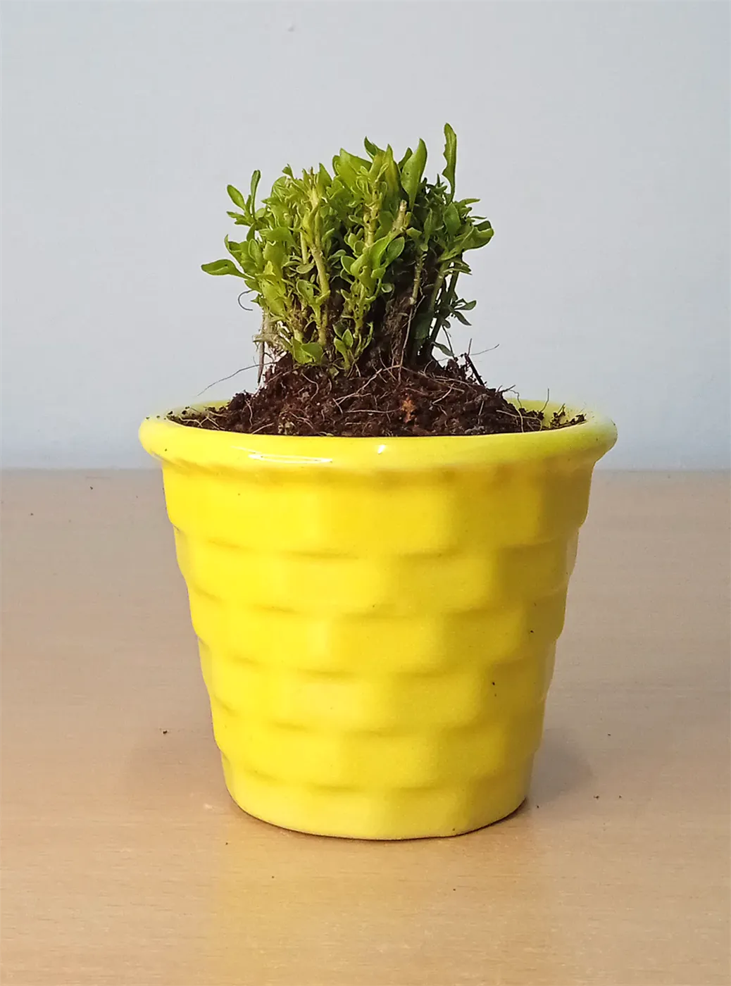 Lolo Petals Lolo Petals