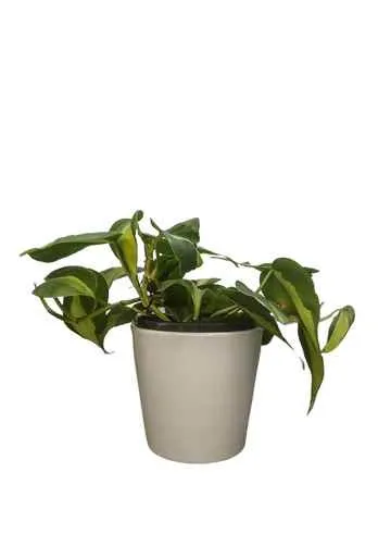 Lolo Petals Lolo Petals