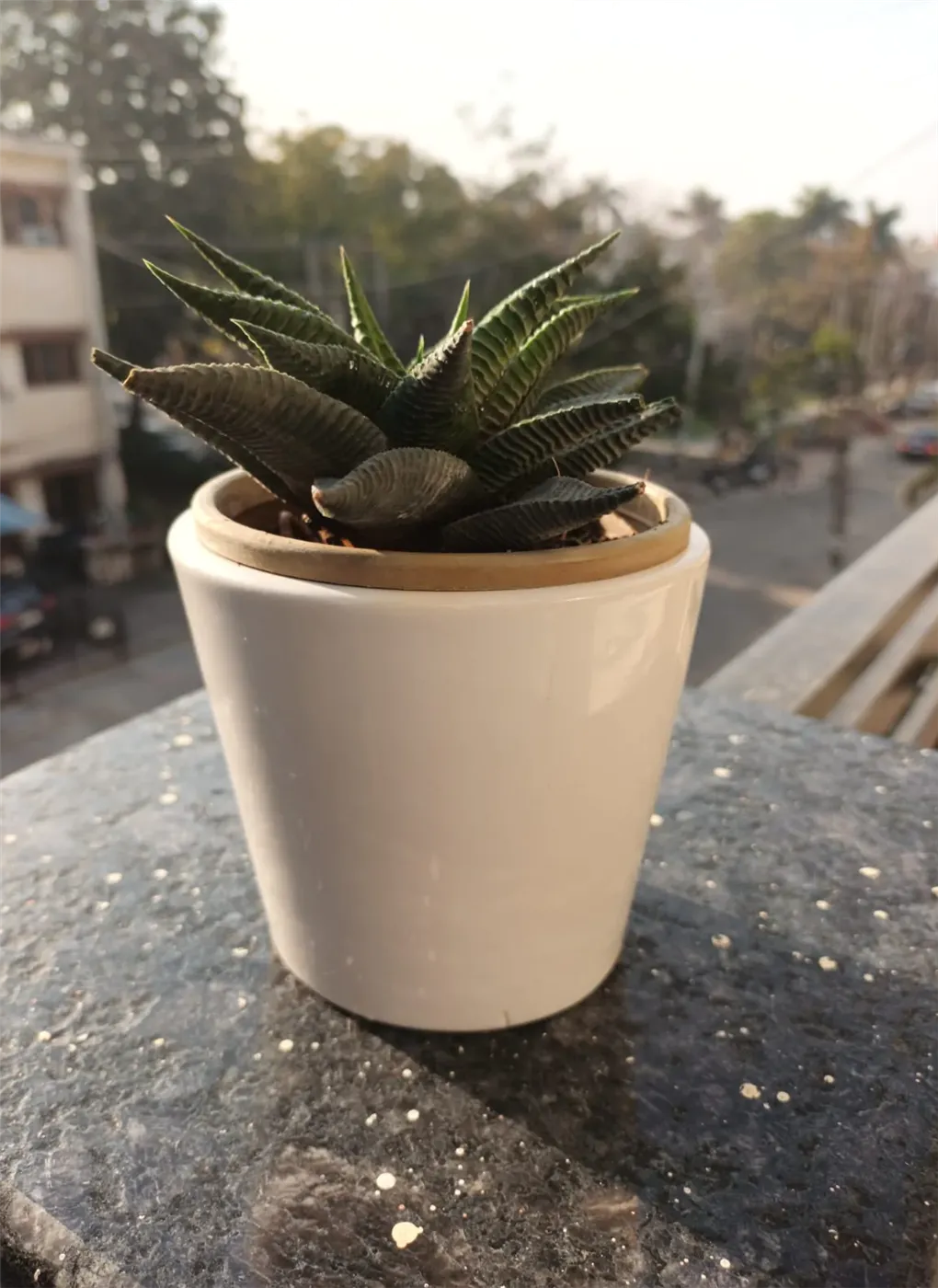 Lolo Petals Lolo Petals