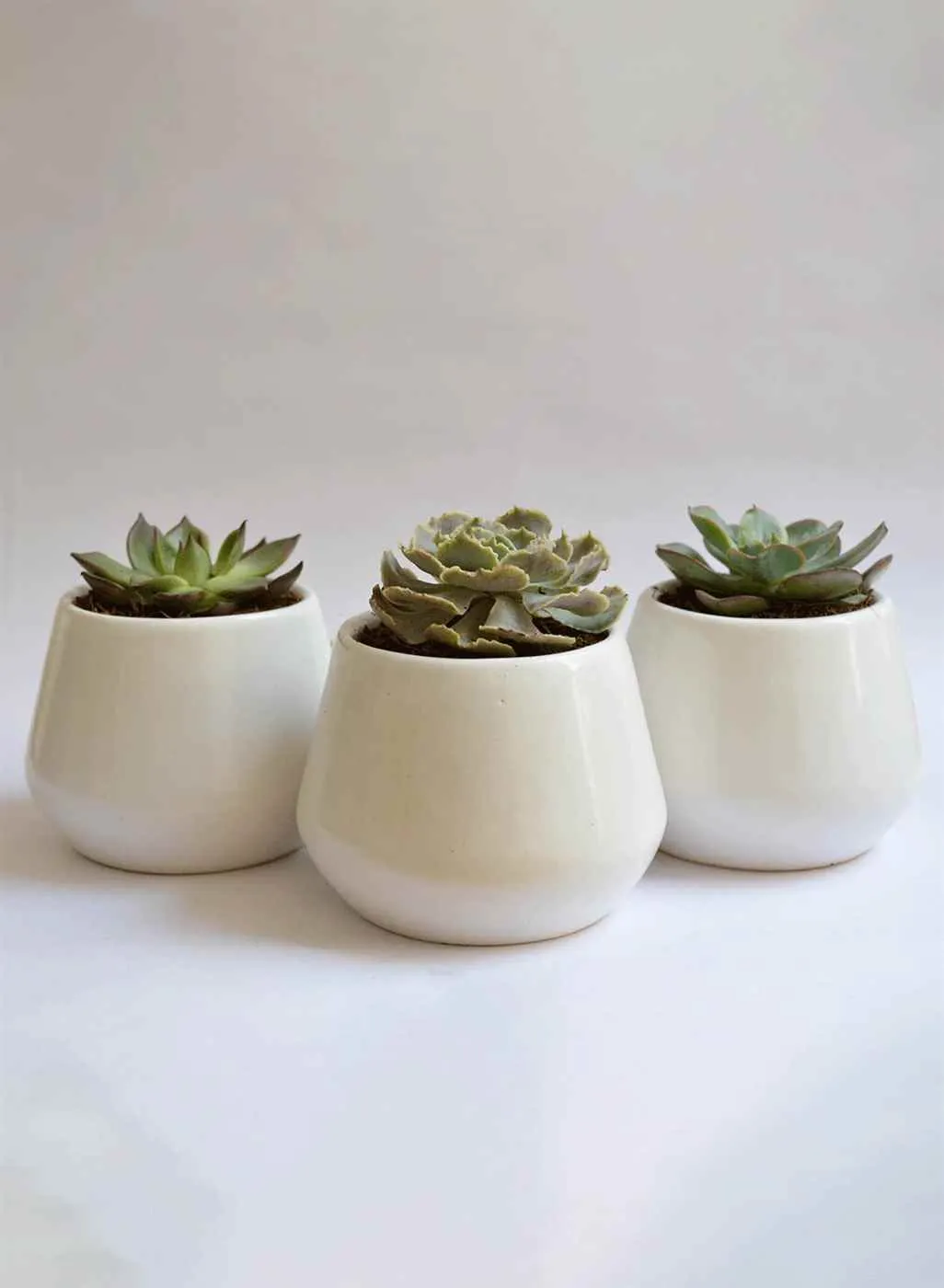 Lolo Petals Lolo Petals