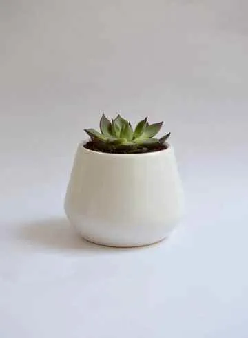 Lolo Petals Lolo Petals