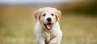 Pets World Pets World