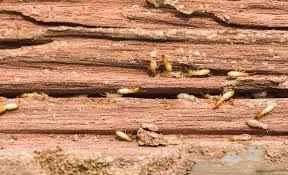 Hi Tech Pest Control Services