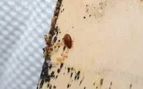 Hi Tech Pest Control Services