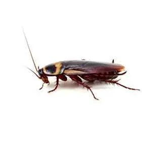Hi Tech Pest Control Services