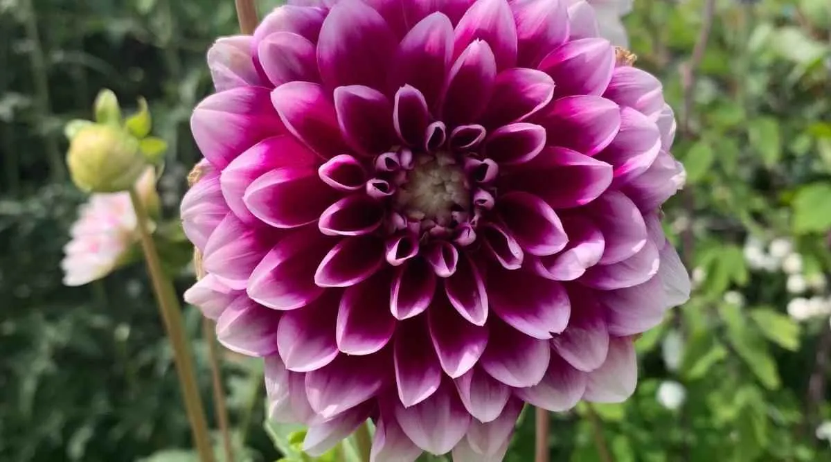 Flower Centre Flower Centre