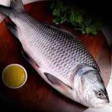 Protein Corner Protein Corner