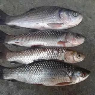 Protein Corner Protein Corner